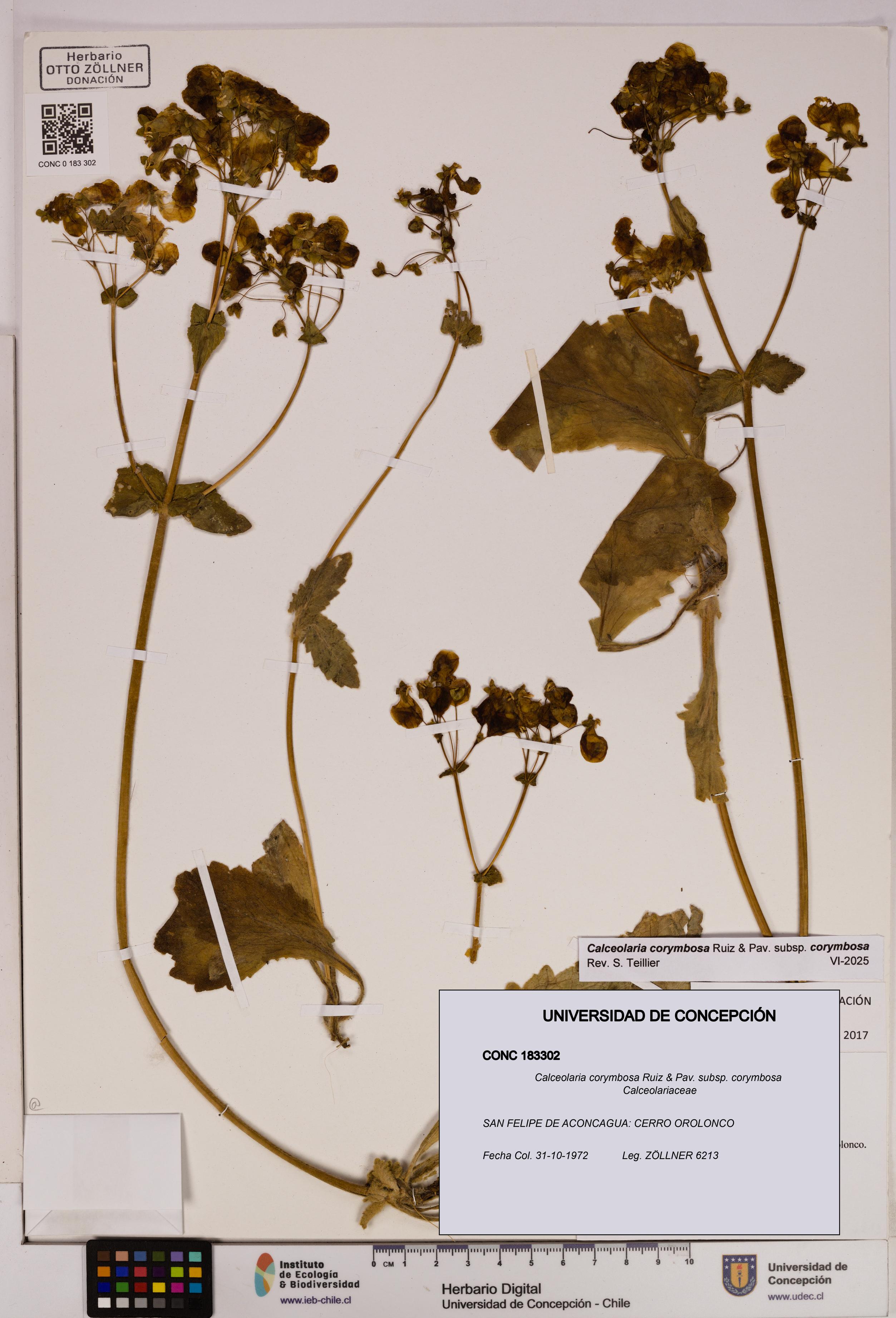Calceolaria corymbosa [Espécimen: UDEC:CONC:0183302]