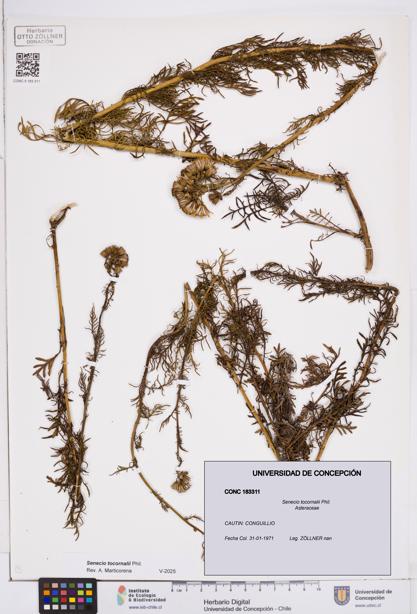 Senecio tocornalii [Espécimen: ]