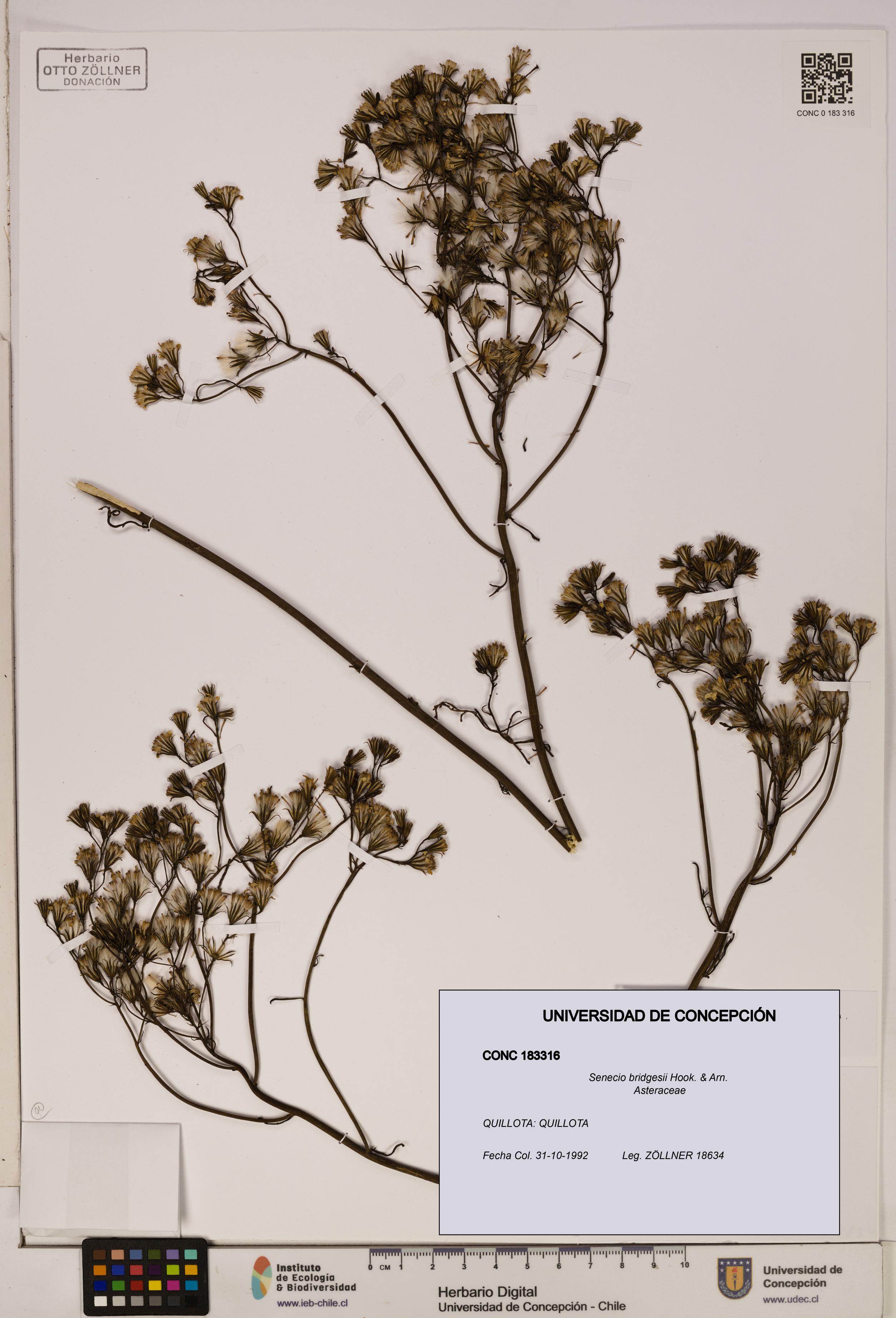 Senecio bridgesii [Espécimen: UDEC:CONC:0183316]