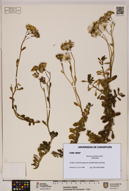 Senecio cuneatus [Espécimen: UDEC:CONC:0183327]