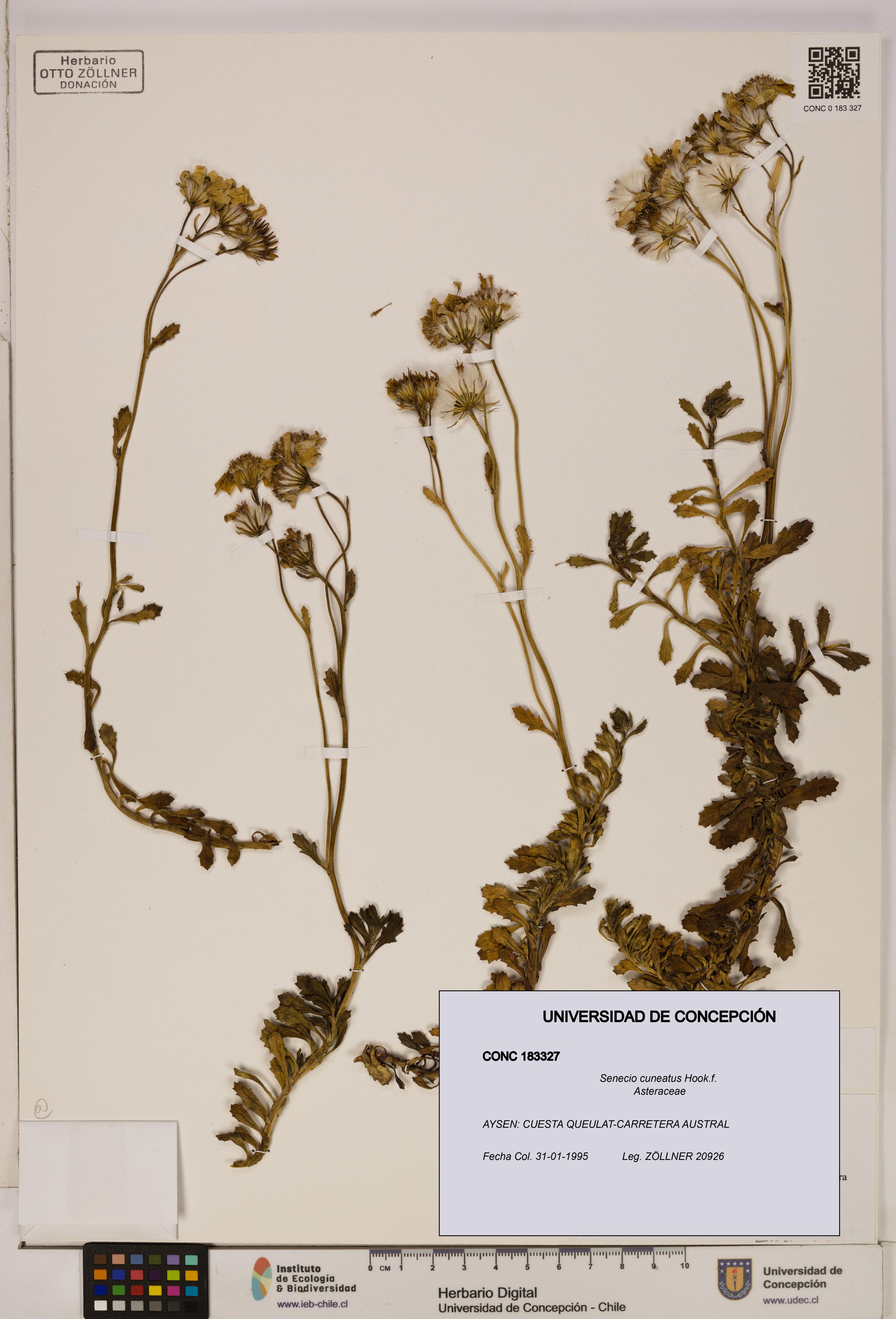 Senecio cuneatus [Espécimen: UDEC:CONC:0183327]