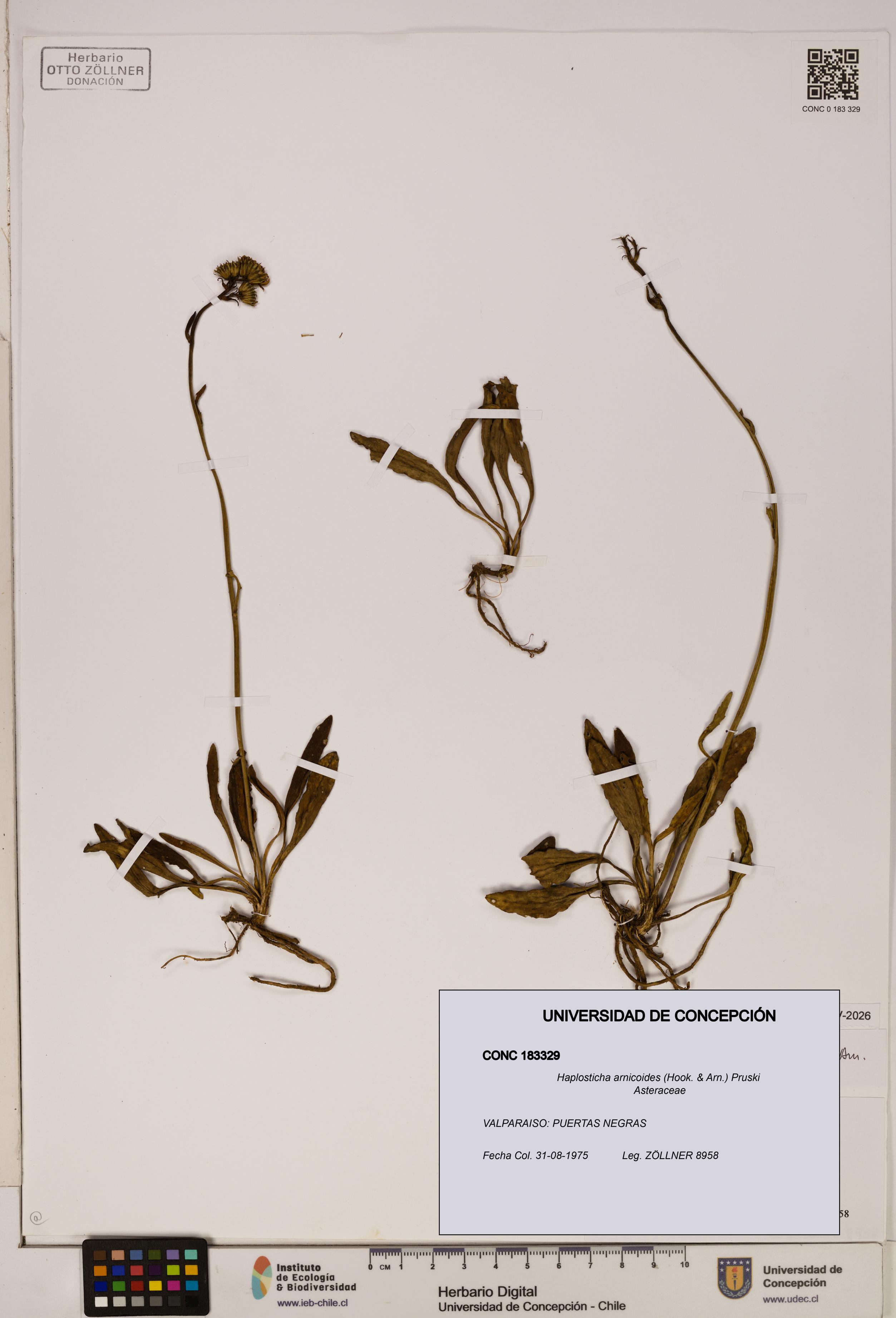 Haplosticha arnicoides [Espécimen: UDEC:CONC:0183329]