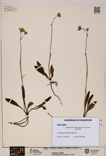 Haplosticha arnicoides [Espécimen: UDEC:CONC:0183330]