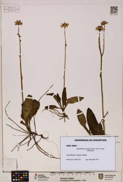 Haplosticha arnicoides [Espécimen: UDEC:CONC:0183331]