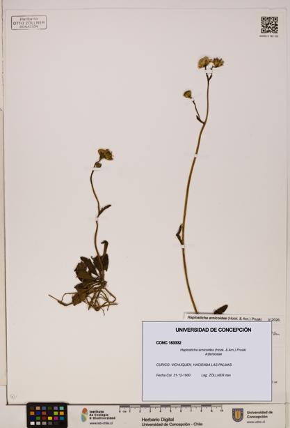 Haplosticha arnicoides [Espécimen: UDEC:CONC:0183332]