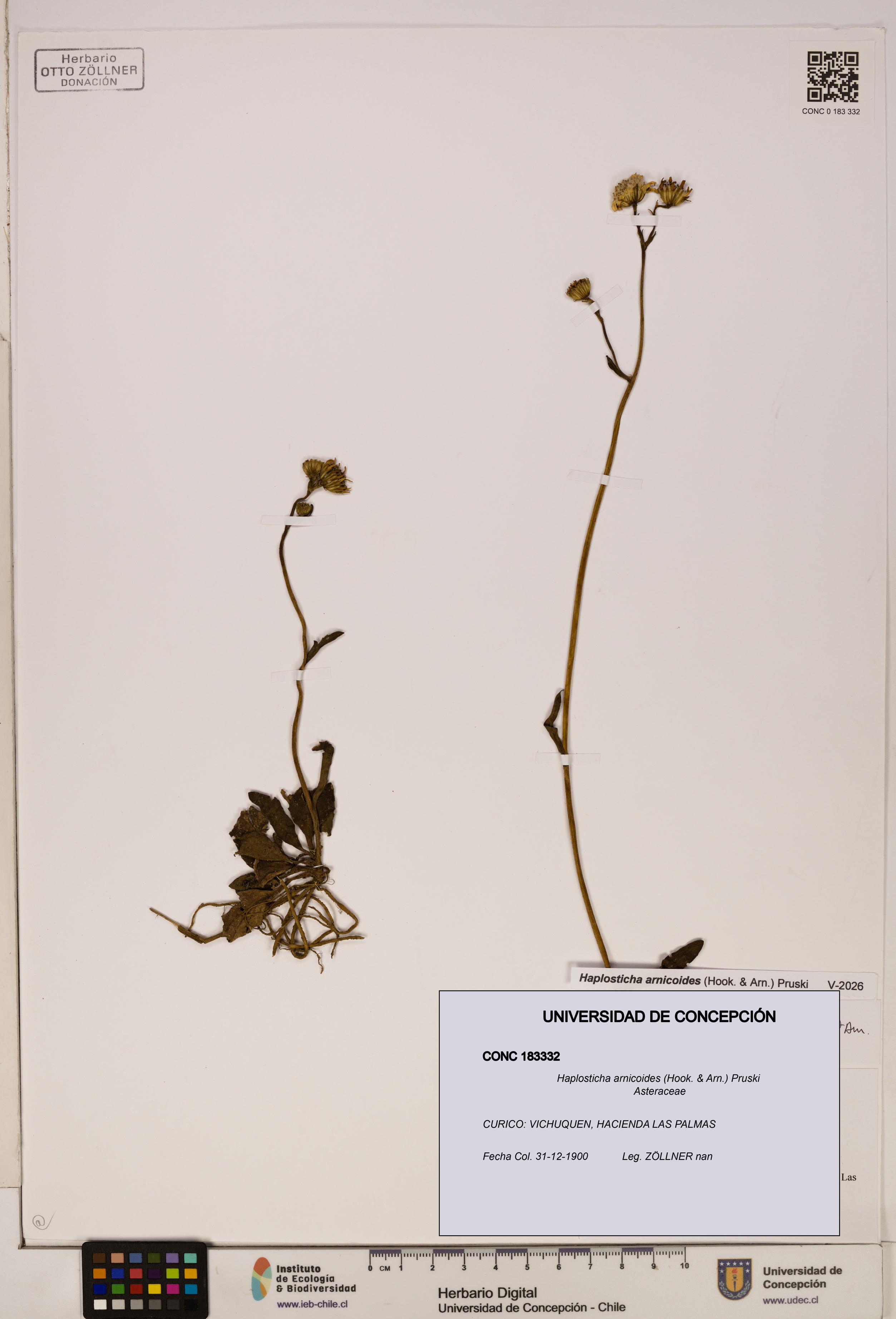 Haplosticha arnicoides [Espécimen: UDEC:CONC:0183332]