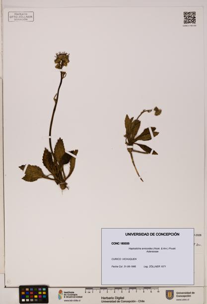 Haplosticha arnicoides [Espécimen: UDEC:CONC:0183333]