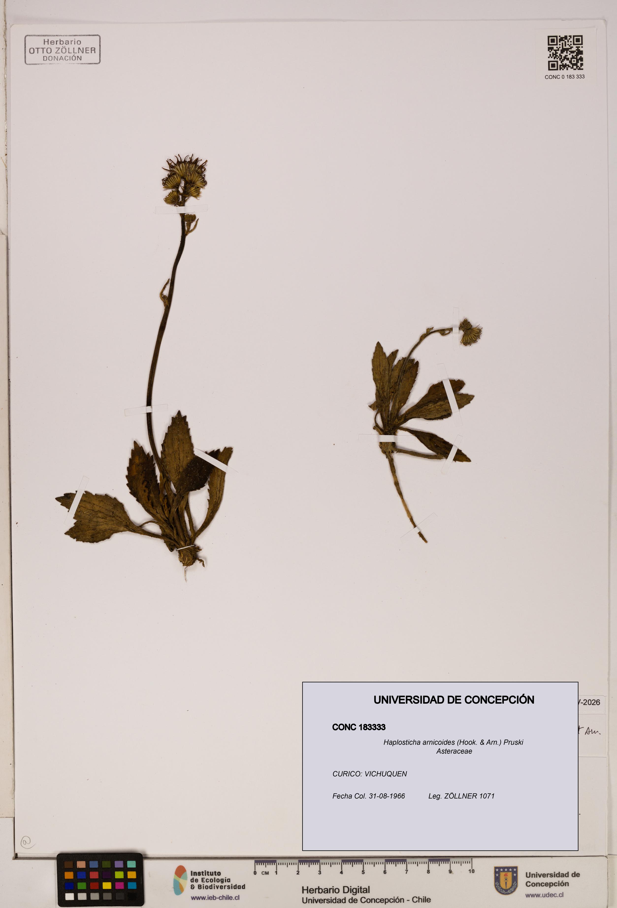 Haplosticha arnicoides [Espécimen: UDEC:CONC:0183333]