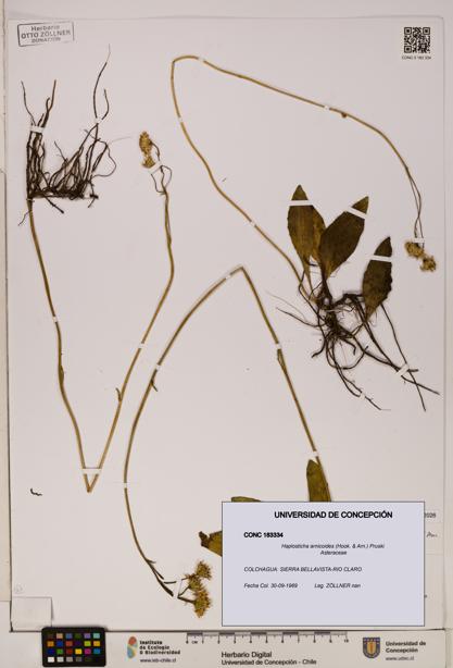 Haplosticha arnicoides [Espécimen: UDEC:CONC:0183334]