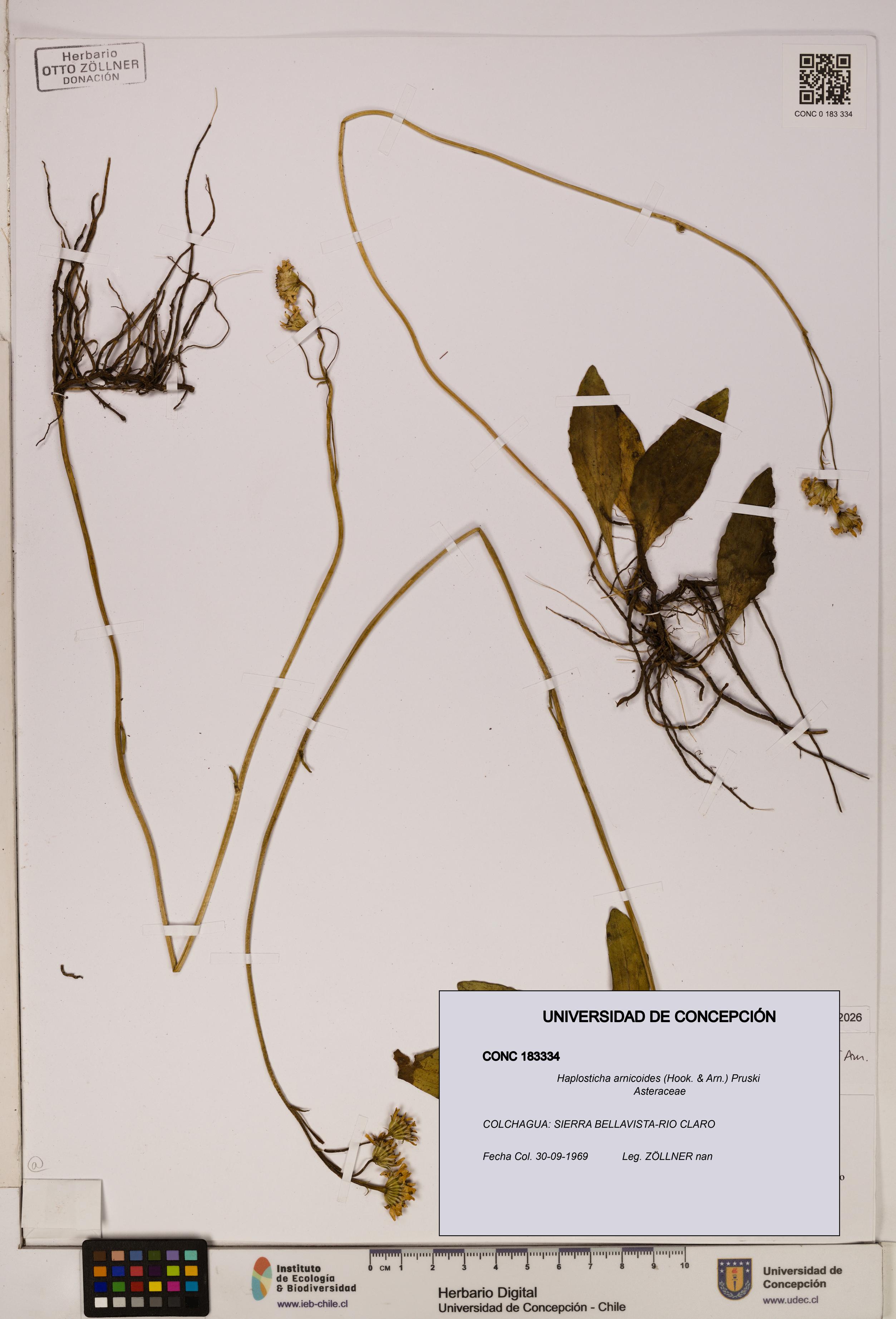 Haplosticha arnicoides [Espécimen: UDEC:CONC:0183334]