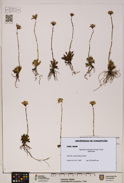 Haplosticha trifurcata [Espécimen: UDEC:CONC:0183338]