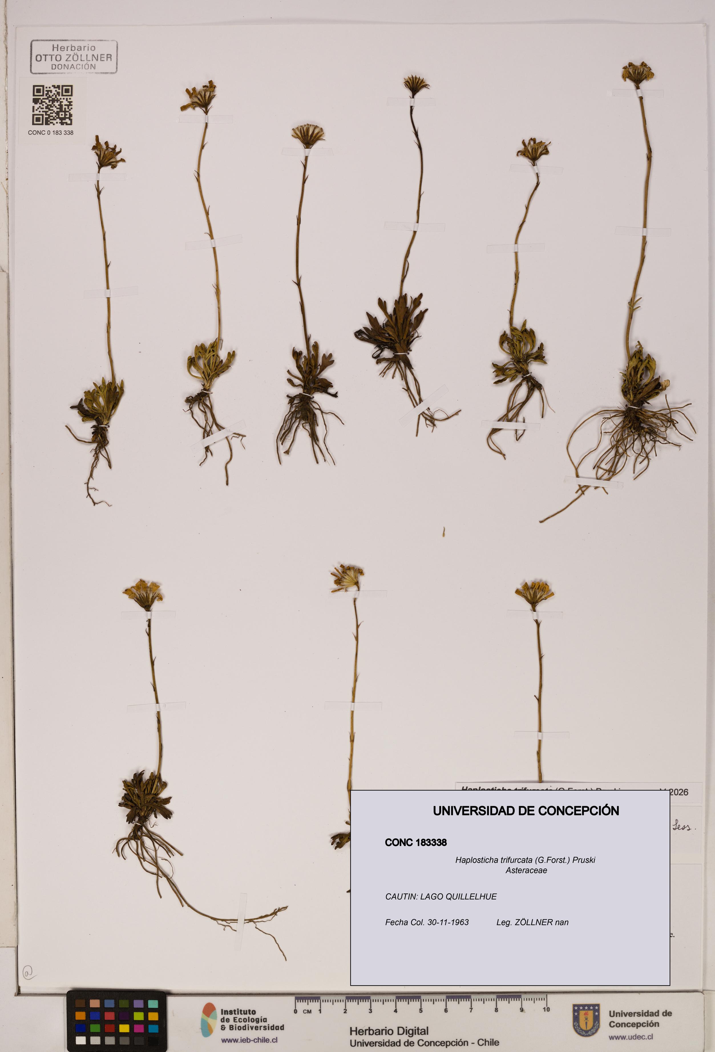 Haplosticha trifurcata [Espécimen: UDEC:CONC:0183338]