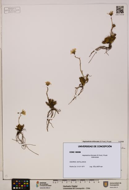 Haplosticha trifurcata [Espécimen: UDEC:CONC:0183339]