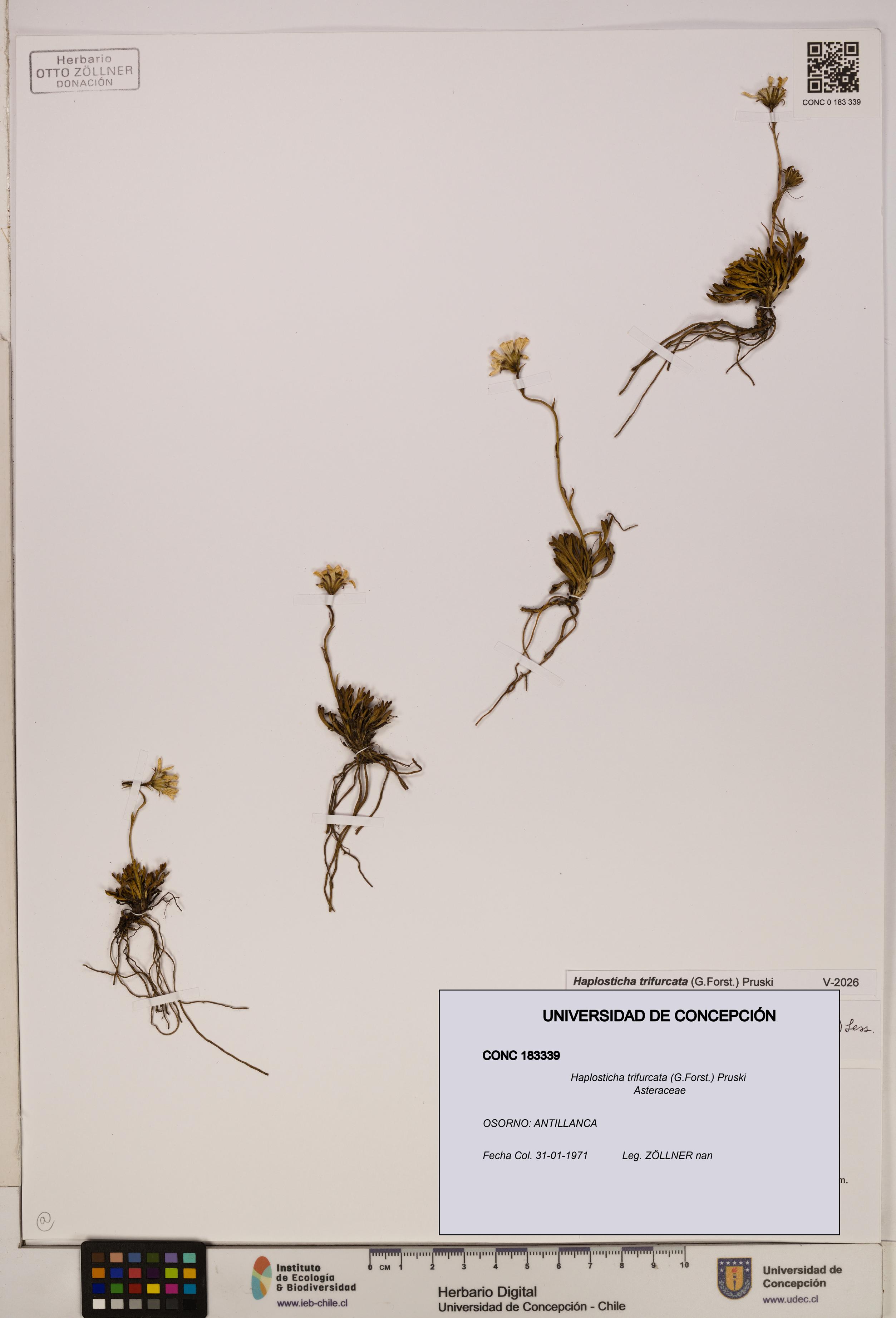 Haplosticha trifurcata [Espécimen: UDEC:CONC:0183339]