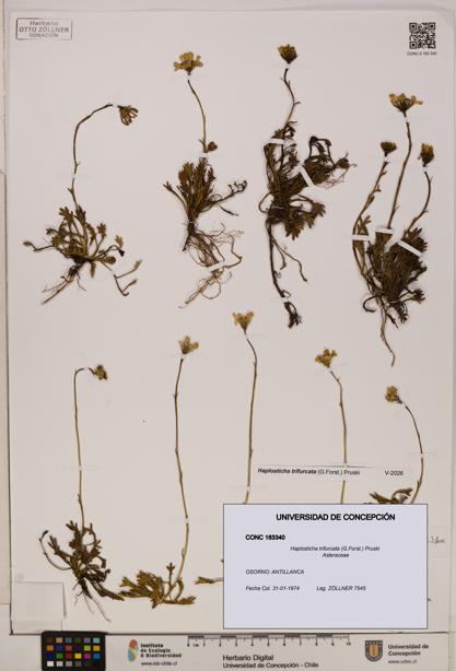 Haplosticha trifurcata [Espécimen: UDEC:CONC:0183340]