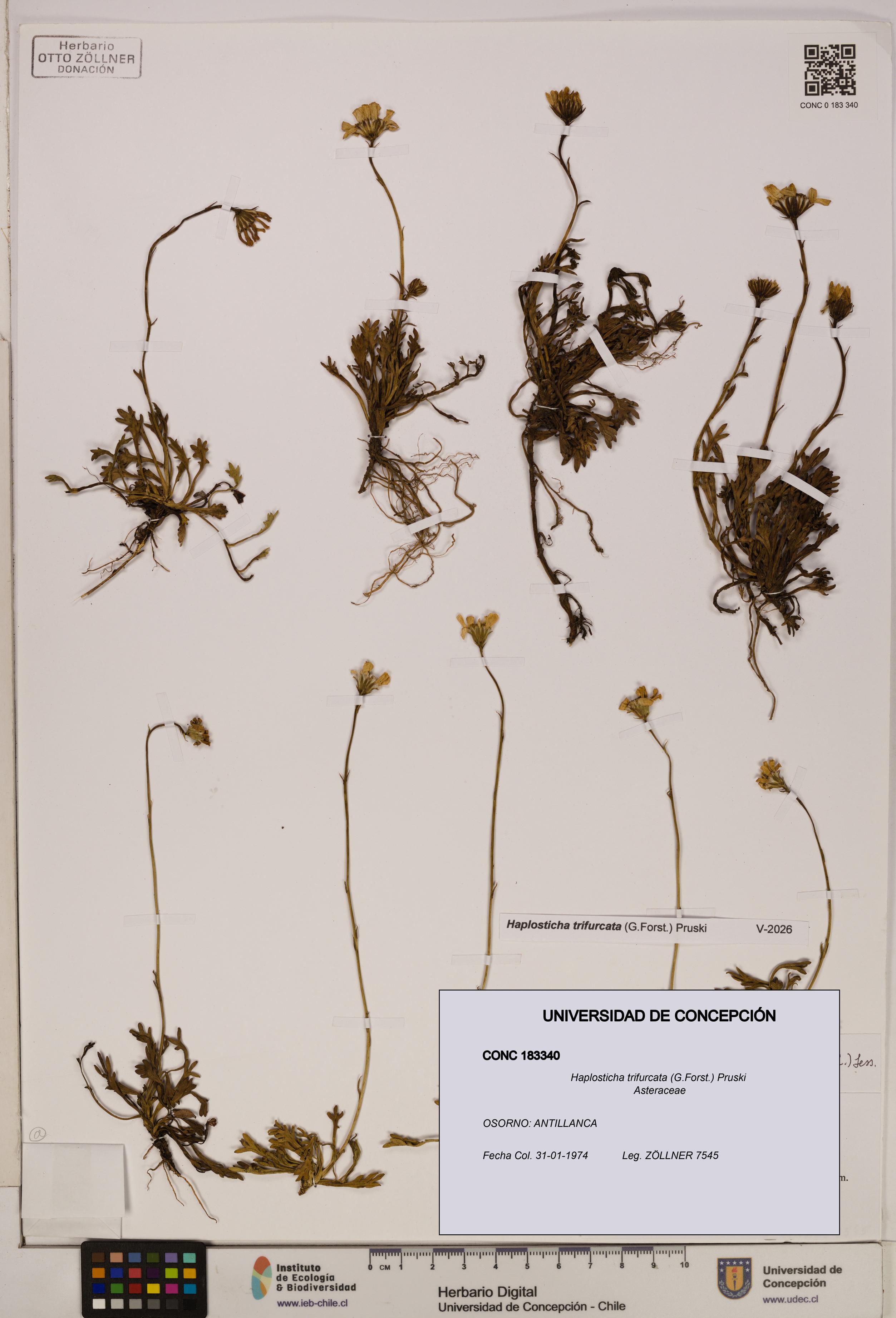 Haplosticha trifurcata [Espécimen: UDEC:CONC:0183340]