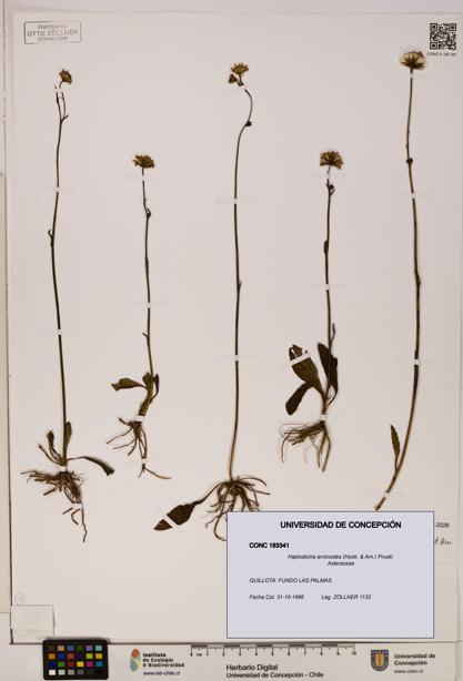 Haplosticha arnicoides [Espécimen: UDEC:CONC:0183341]