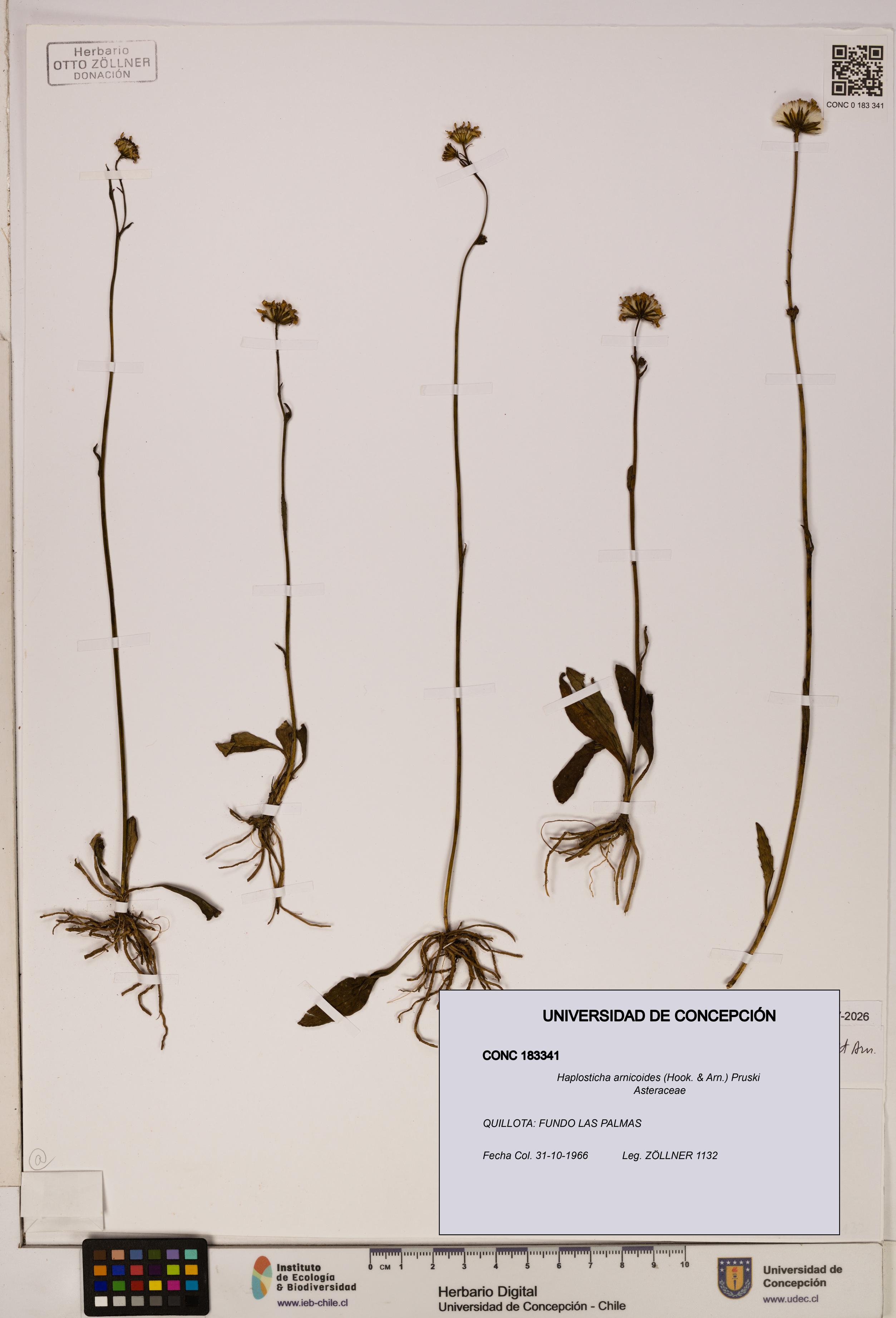 Haplosticha arnicoides [Espécimen: UDEC:CONC:0183341]