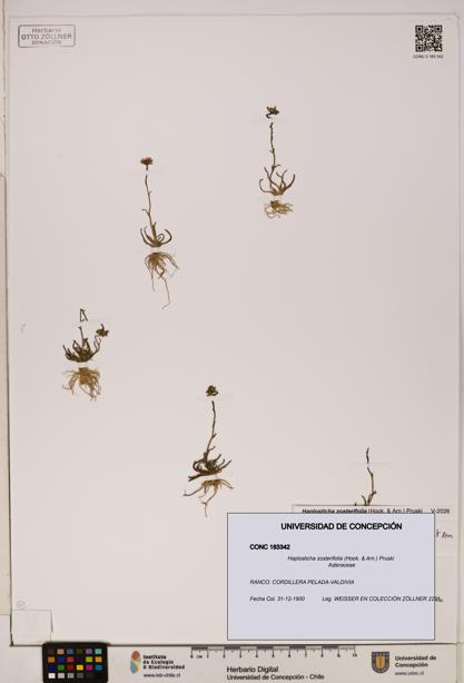 Haplosticha zosterifolia [Espécimen: UDEC:CONC:0183342]