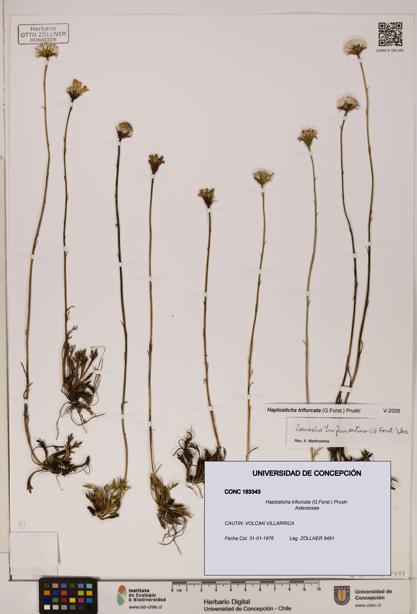 Haplosticha trifurcata [Espécimen: UDEC:CONC:0183343]