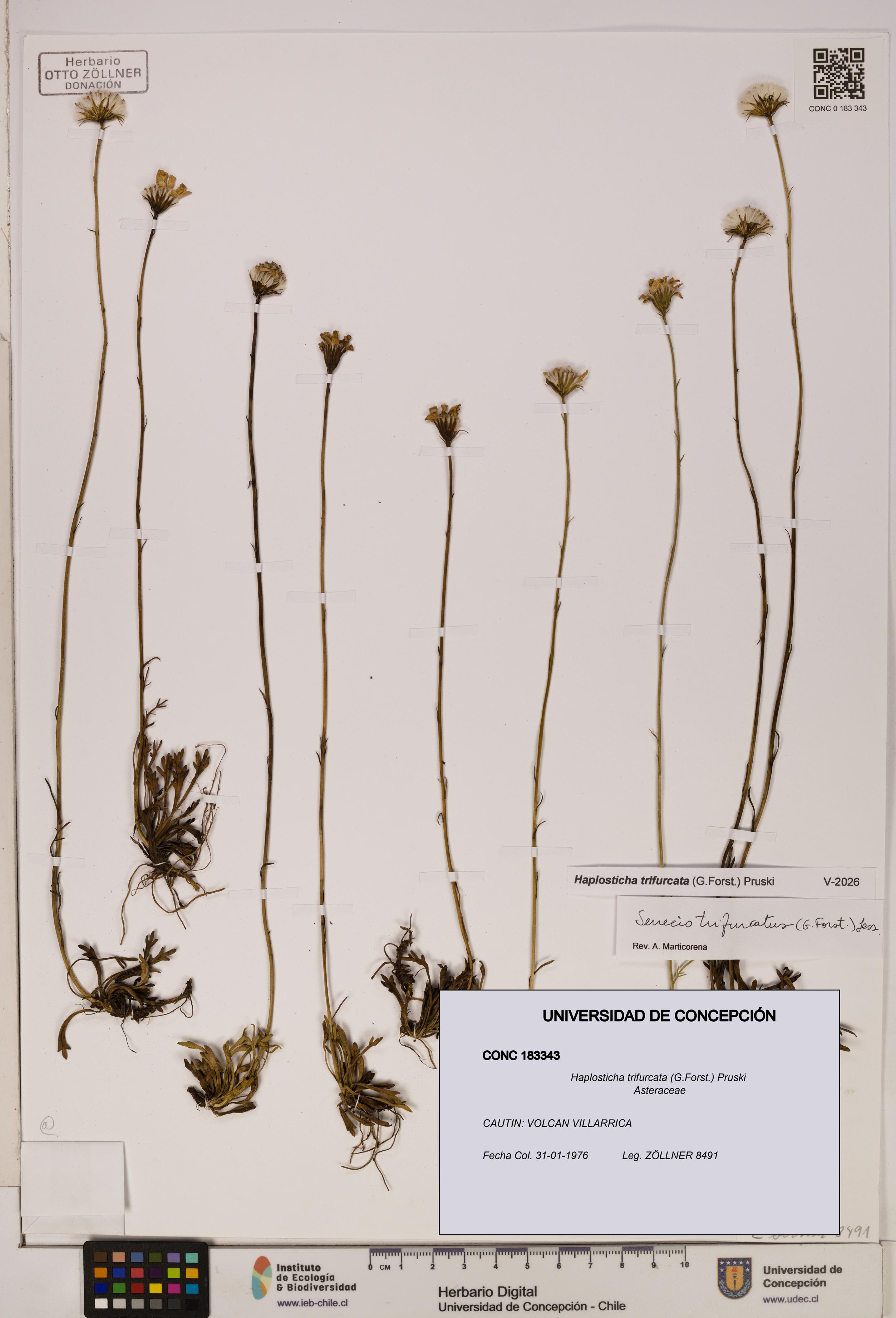 Haplosticha trifurcata [Espécimen: UDEC:CONC:0183343]