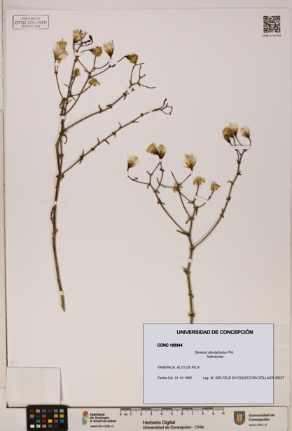 Senecio ctenophyllus [Espécimen: UDEC:CONC:0183344]