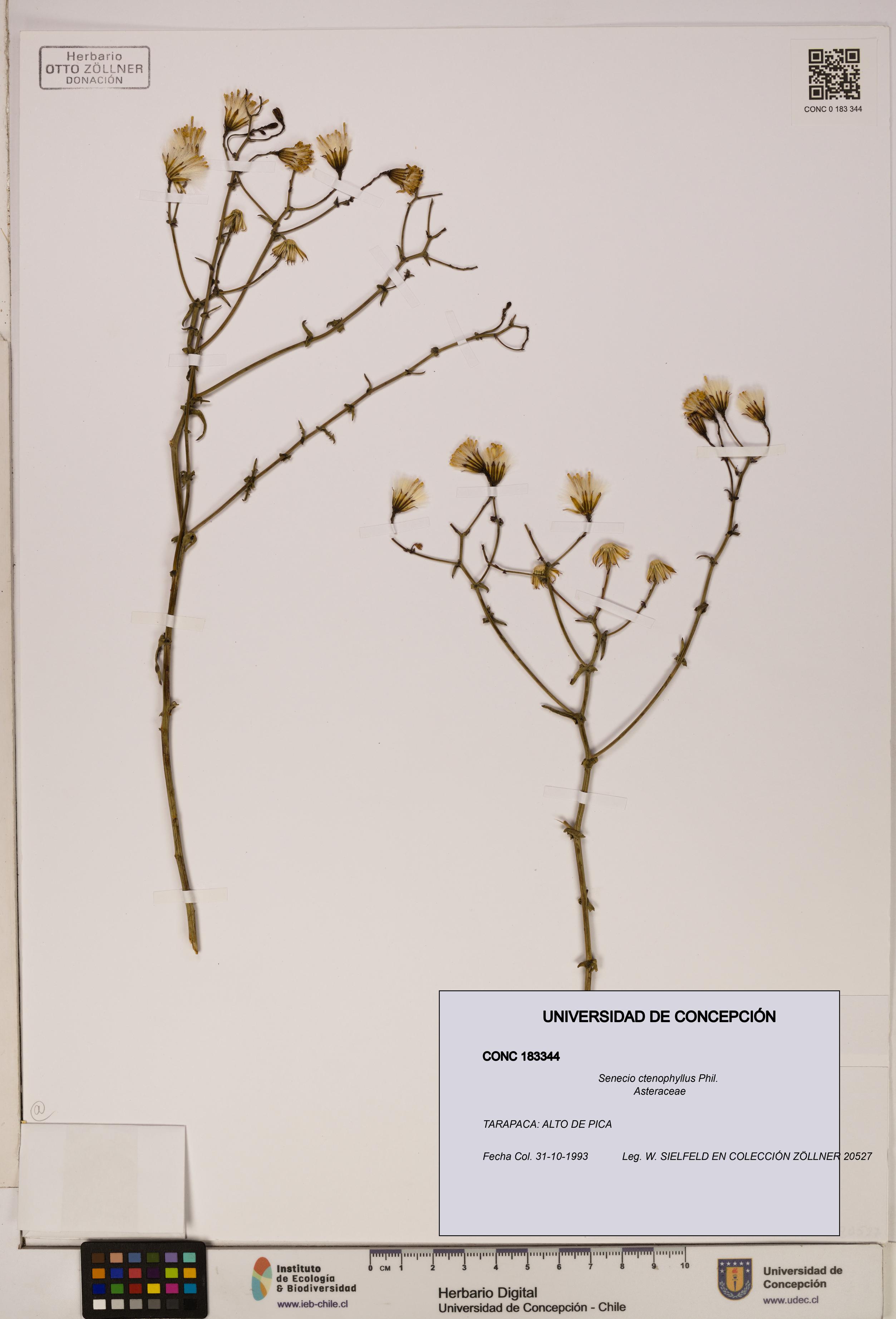 Senecio ctenophyllus [Espécimen: UDEC:CONC:0183344]