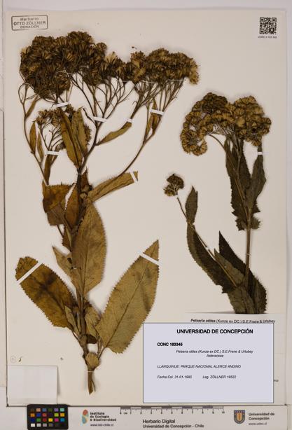 Pelseria otites [Espécimen: ]