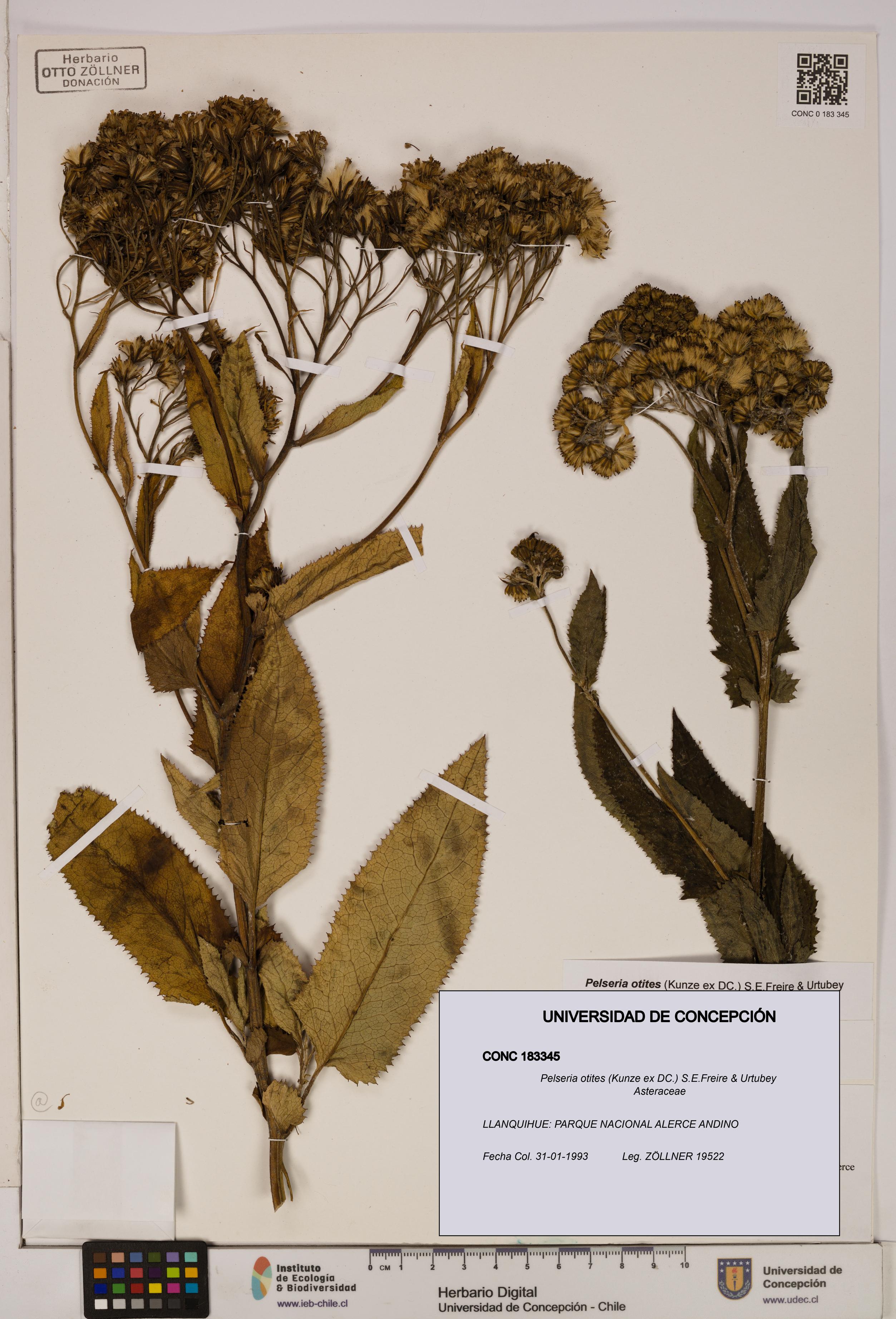 Pelseria otites [Espécimen: ]