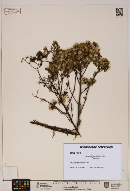 Senecio bridgesii [Espécimen: UDEC:CONC:0183346]