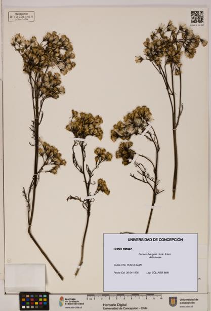 Senecio bridgesii [Espécimen: UDEC:CONC:0183347]