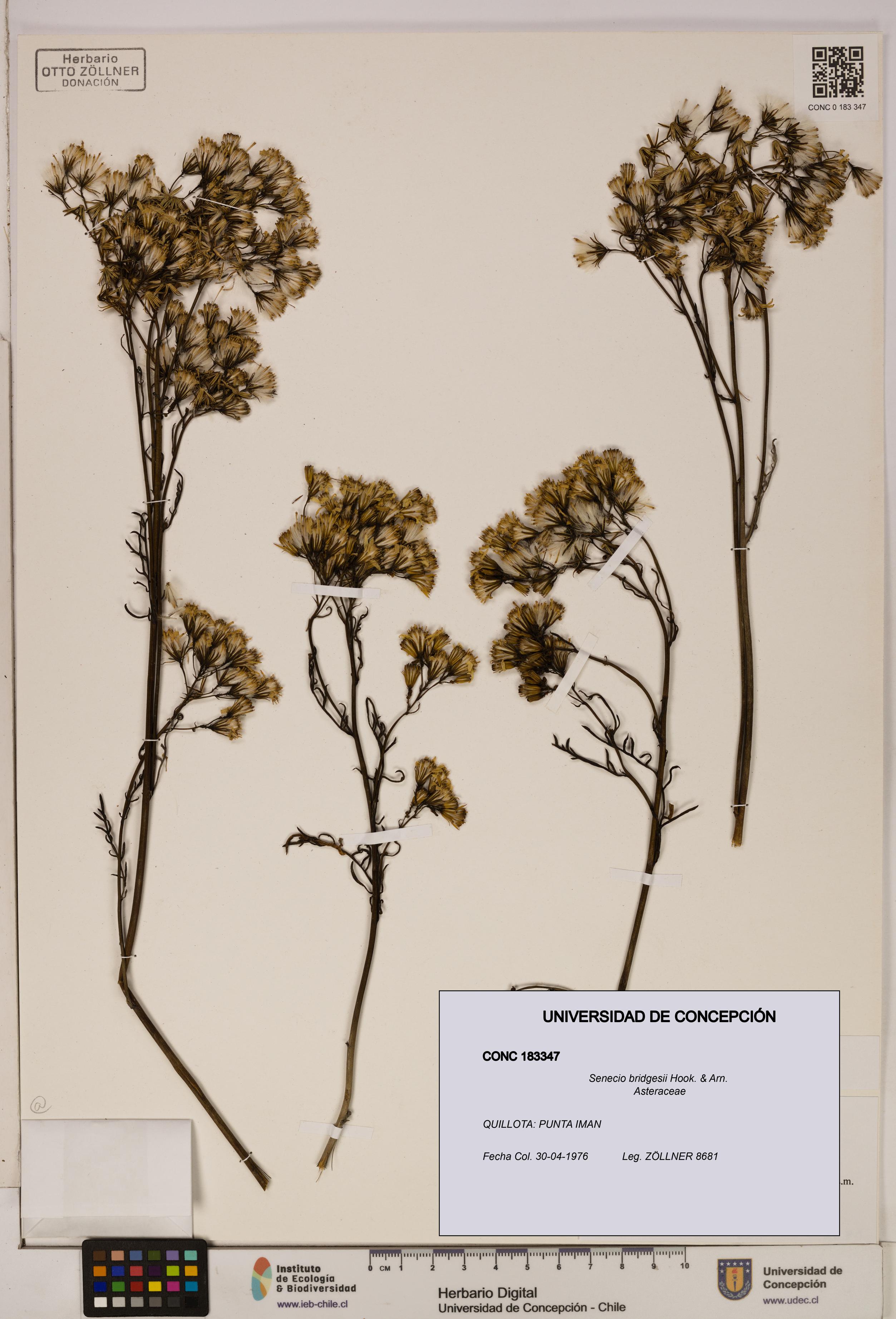 Senecio bridgesii [Espécimen: UDEC:CONC:0183347]