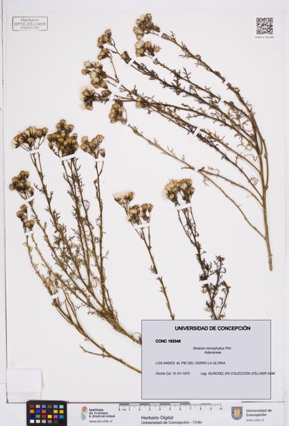 Senecio microphyllus [Espécimen: ]