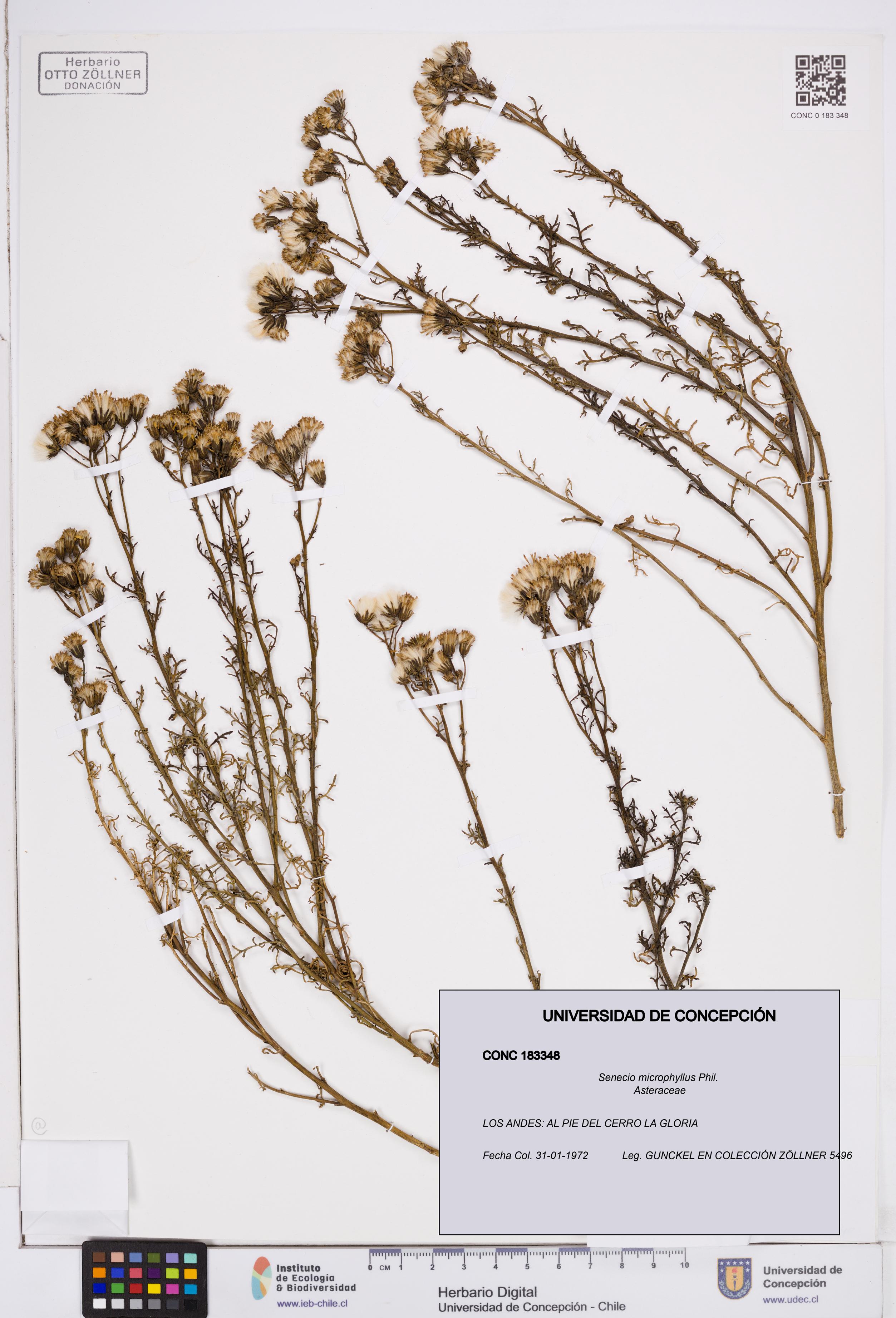 Senecio microphyllus [Espécimen: ]