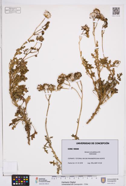 Senecio sinuatilobus [Espécimen: ]