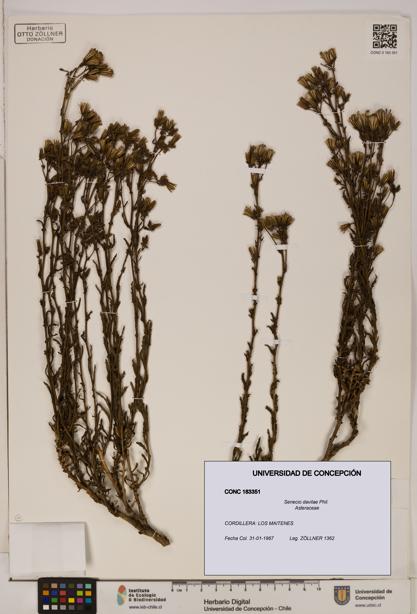 Senecio davilae [Espécimen: UDEC:CONC:0183351]