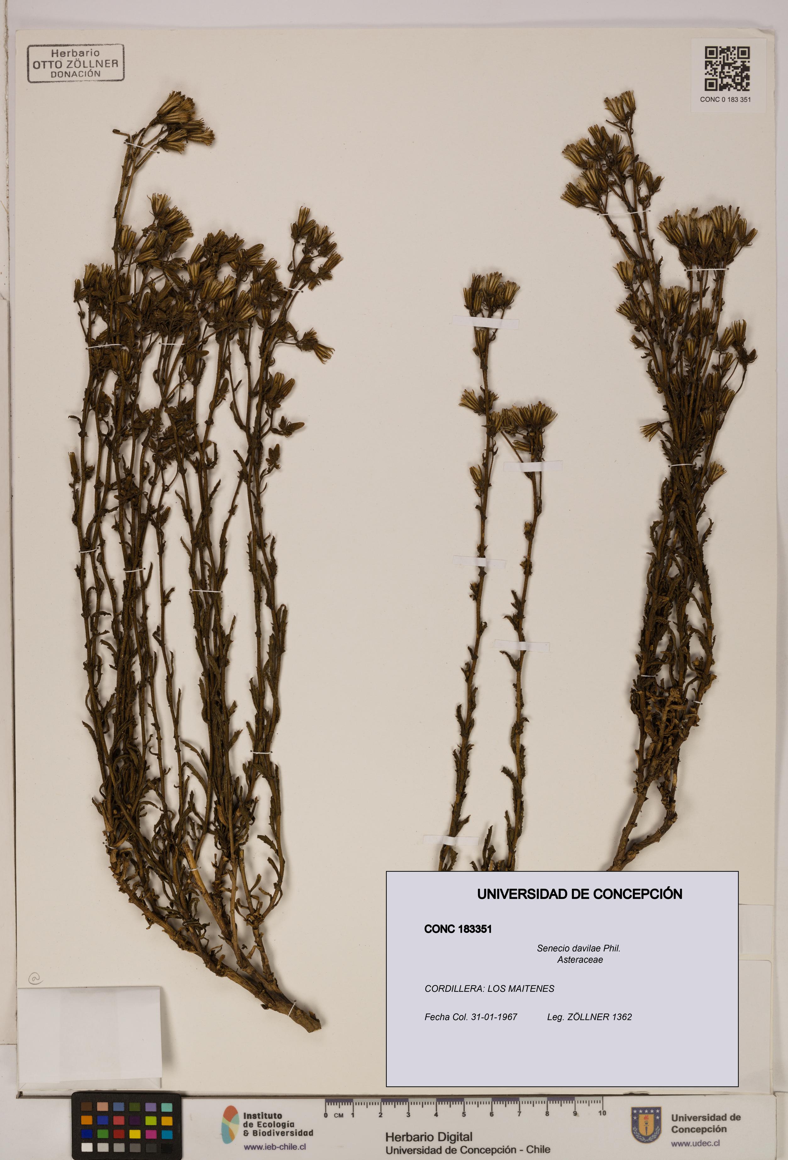 Senecio davilae [Espécimen: UDEC:CONC:0183351]