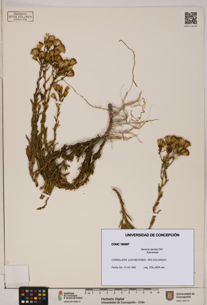 Senecio davilae [Espécimen: UDEC:CONC:0183357]