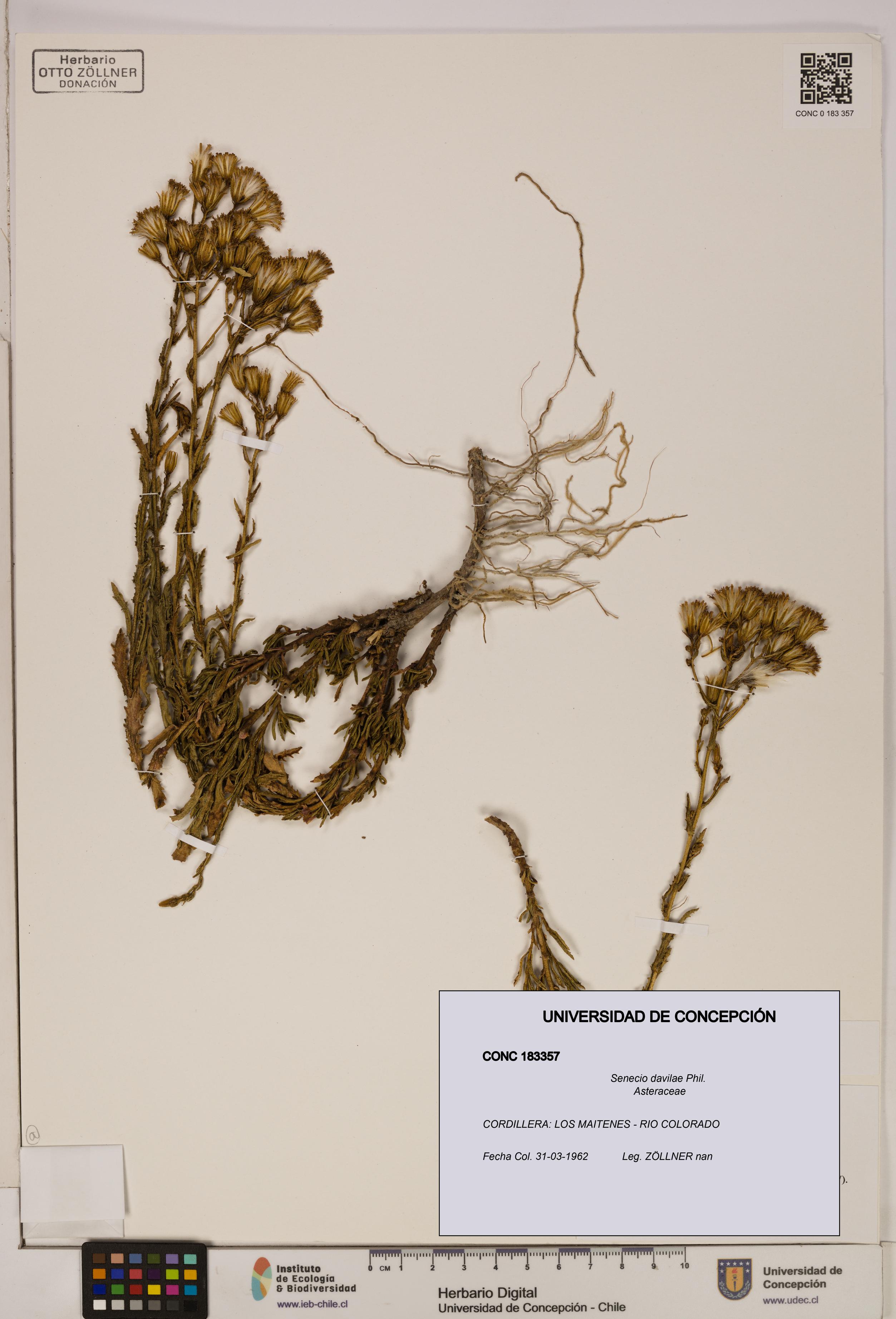 Senecio davilae [Espécimen: UDEC:CONC:0183357]