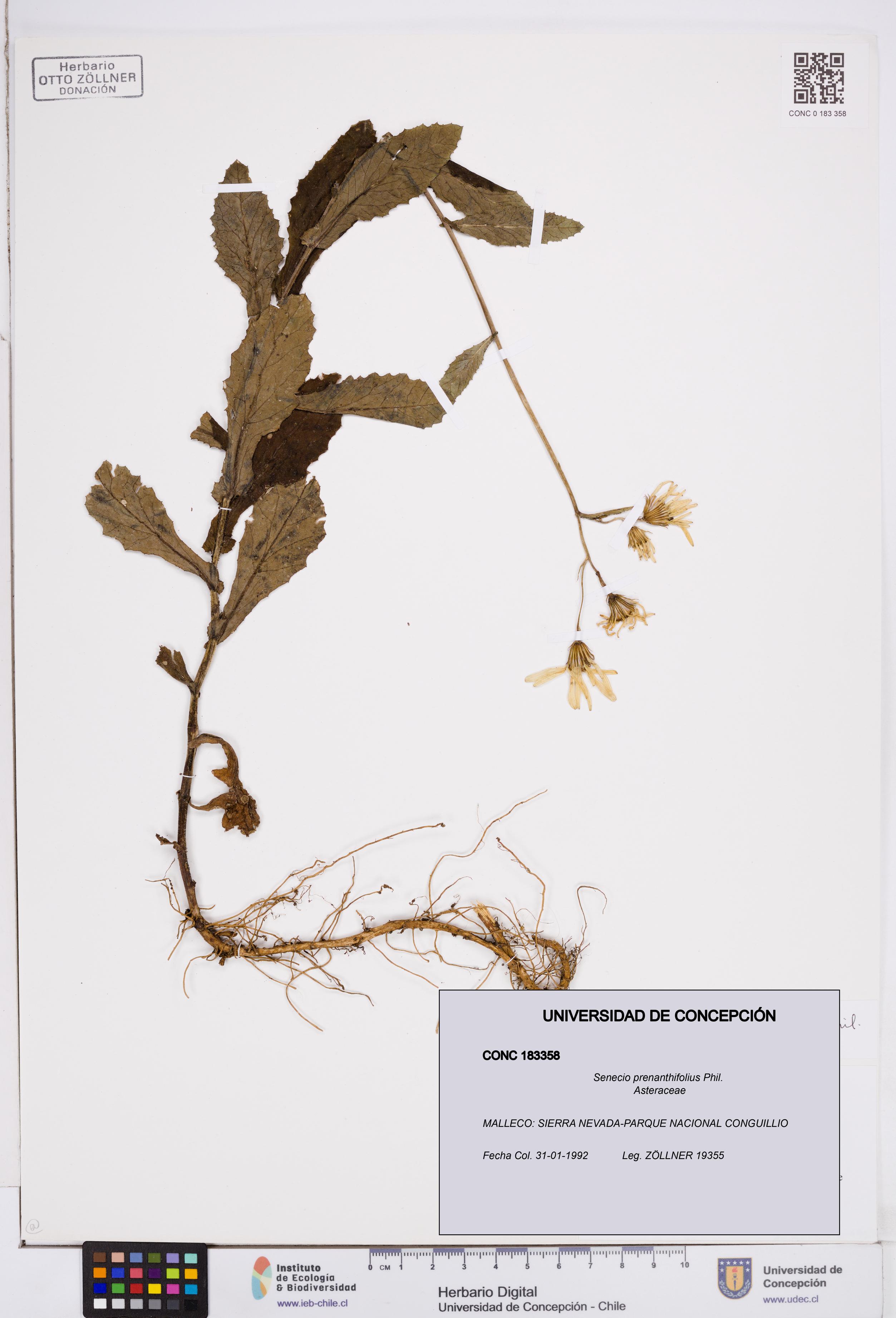 Senecio prenanthifolius [Espécimen: ]
