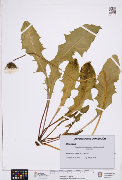 Taraxacum fernandezianum [Espécimen: ]