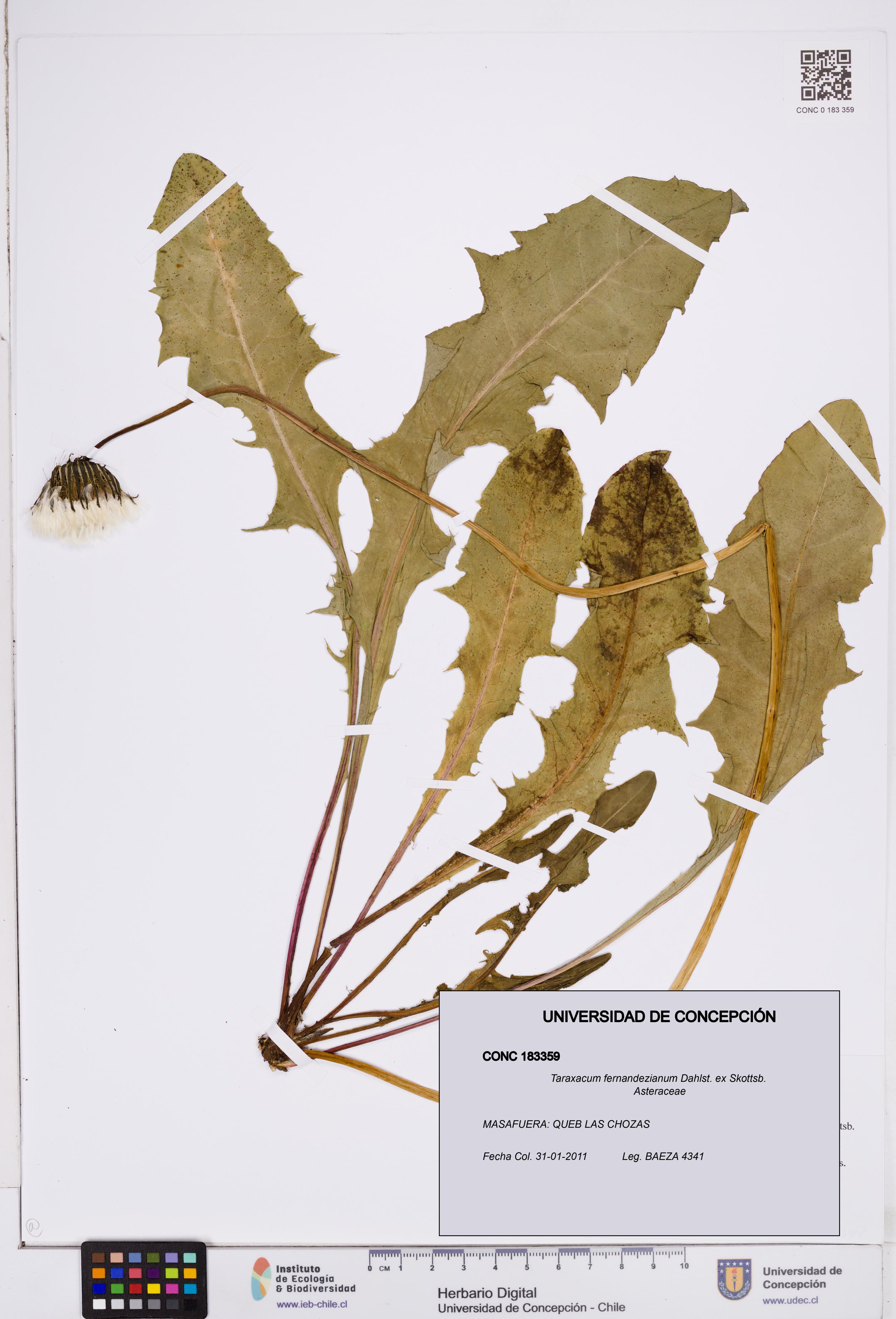 Taraxacum fernandezianum [Espécimen: ]