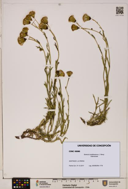 Senecio bustillosianus [Espécimen: UDEC:CONC:0183363]