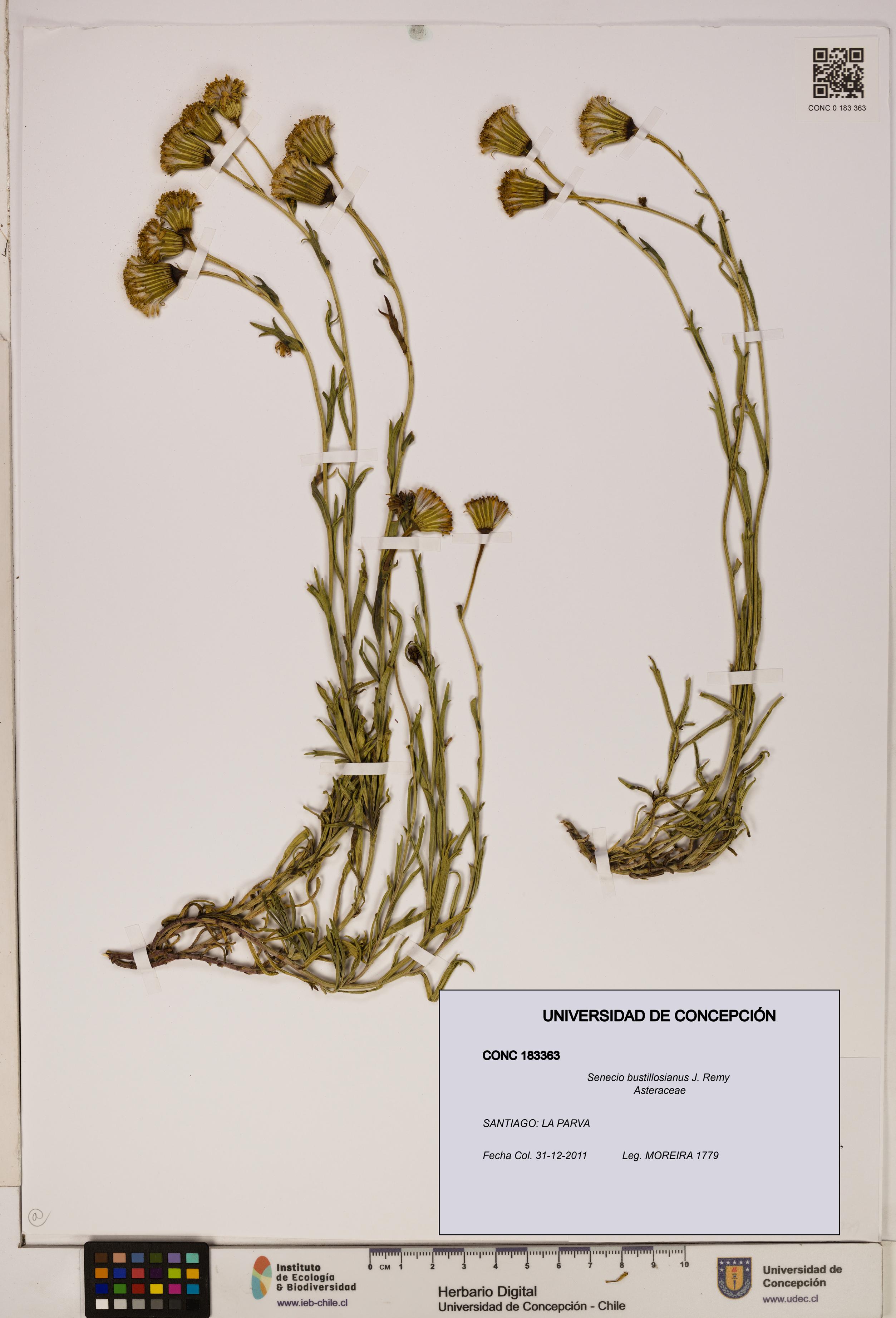 Senecio bustillosianus [Espécimen: UDEC:CONC:0183363]