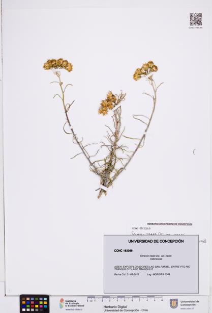Senecio neaei var. neaei [Espécimen: ]