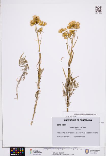 Senecio neaei var. neaei [Espécimen: ]