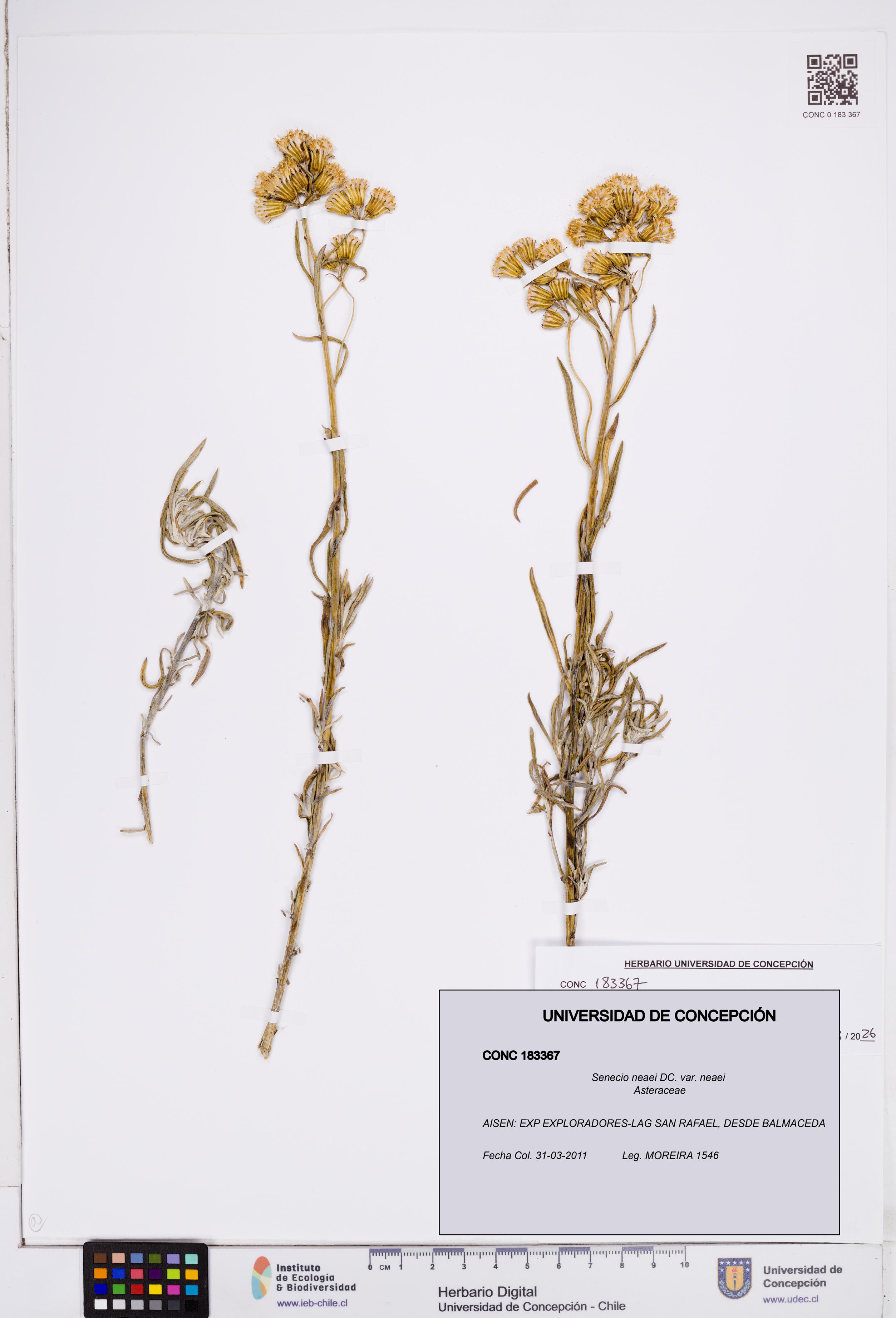 Senecio neaei var. neaei [Espécimen: ]