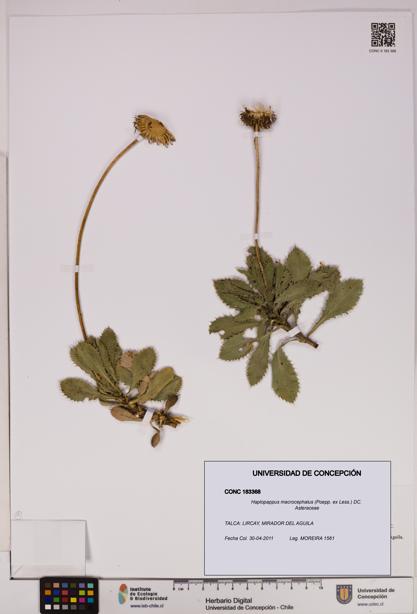 Haplopappus macrocephalus [Espécimen: UDEC:CONC:0183368]