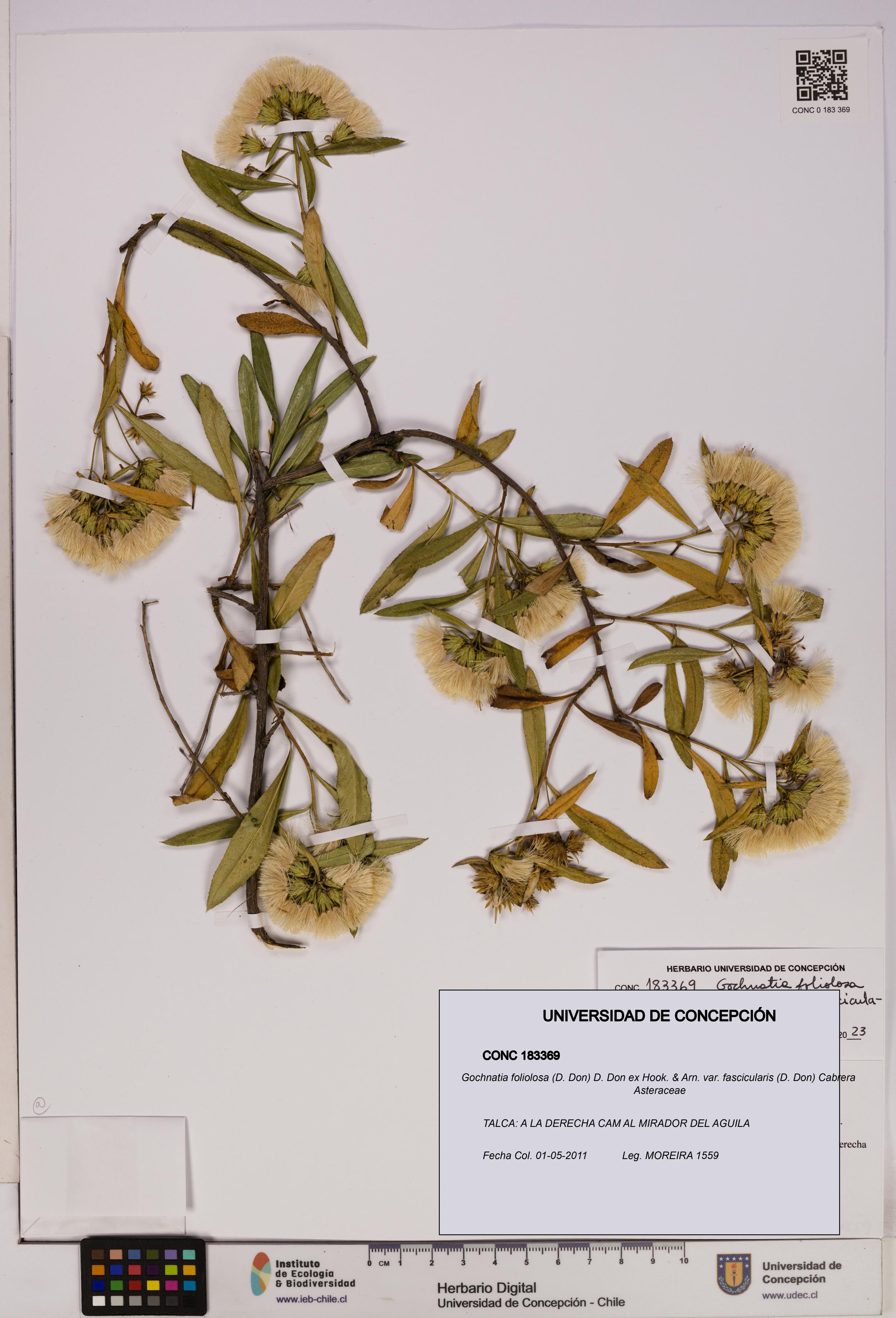 Gochnatia foliolosa var. fascicularis [Espécimen: UDEC:CONC:0183369]