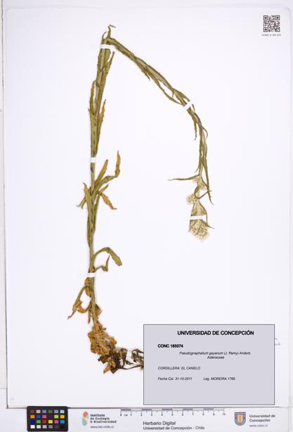 Pseudognaphalium gayanum [Espécimen: ]
